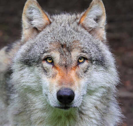 El lobo real, por Harold Vas