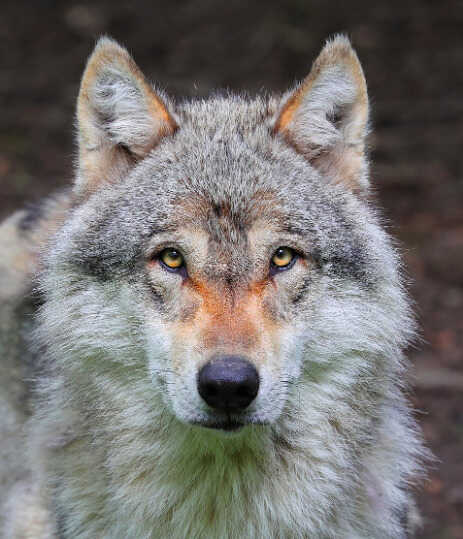 Lobo Atril press