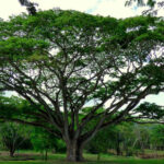 Raíces que sostienen,<br/> por Jeraige Reinoso