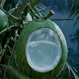 ¿La lluvia entra dentro del coco?