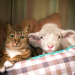 La oveja y el gato, por Soledad Morillo Belloso
