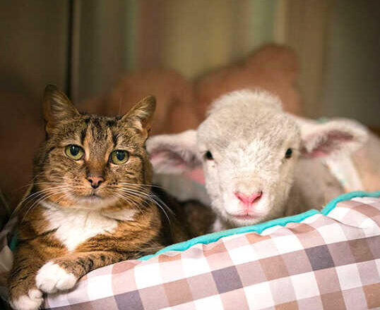 La oveja y el gato, por Soledad Morillo Belloso