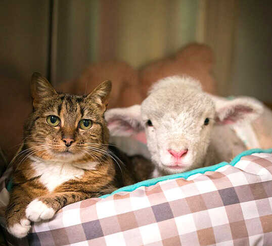 La oveja y el gato, por Soledad Morillo Belloso 1 Gato y oveja Atril. press e1788480232842