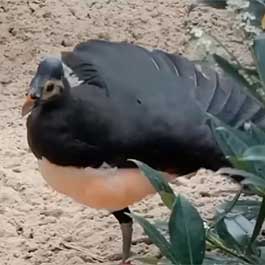 Maleo