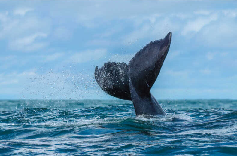 LA 52 Hz.,<br/> por José Manuel Peláez 1 Ballena Atril press e1792028729872