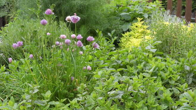 El jardín aromático,<br/> por Lucy Gómez 1 Jardines de hierbas Atril.press