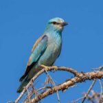 El sendero I,<br/> por Harold Vas