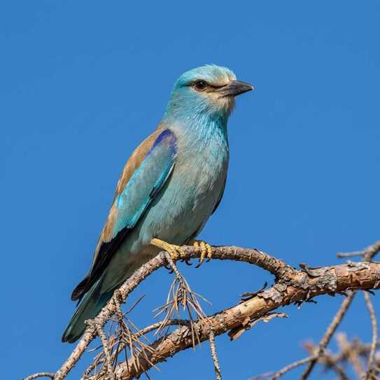 El sendero I,<br/> por Harold Vas 1 Pzjarito Azul Atril press